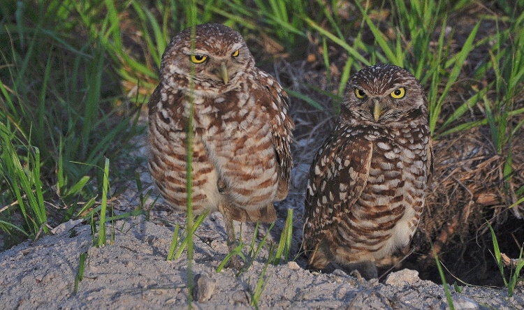 burrying owls